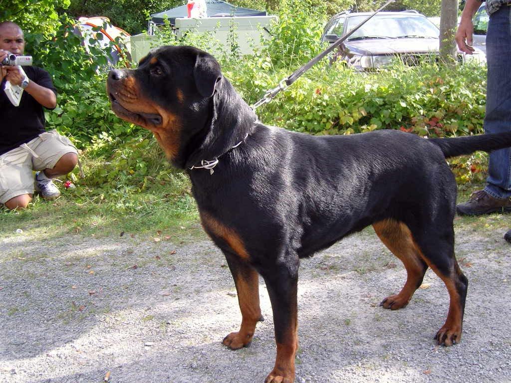 Jule